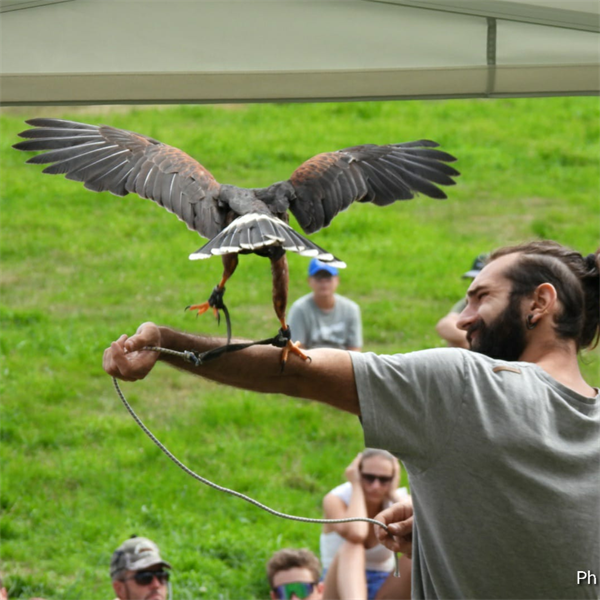 Spettacolo di falconeria